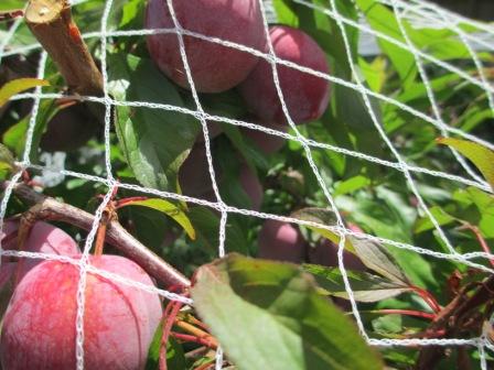 some plums too close to the net